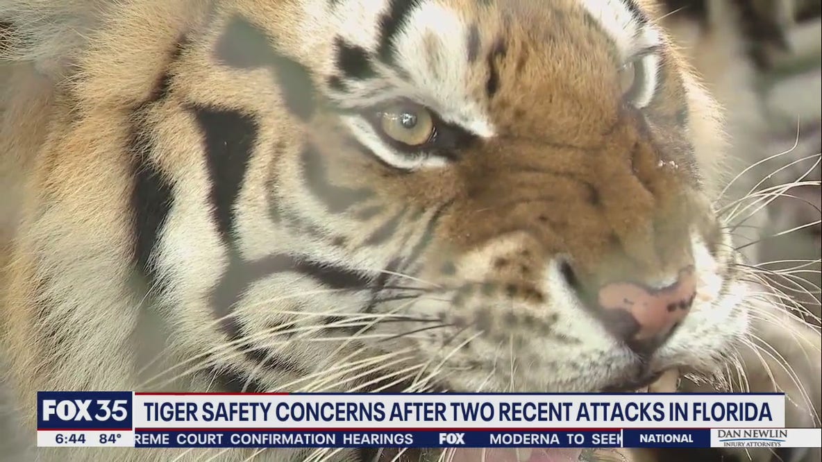 Apopka wildlife sanctuary shows how quickly a tiger can turn fierce